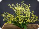 Oncidium Chiou Pin CT Yangtze